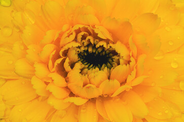 detalle macro flores amarillas, fondo alegre