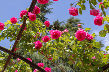 Bright pink beautiful climbing rose flowers
