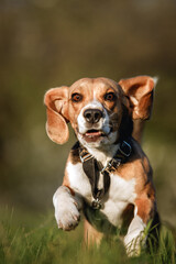 beagle running across the field