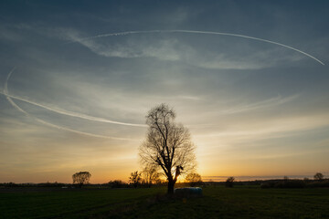 Fototapeta na wymiar Circular condensation streak over a tree on a meadow during sunset
