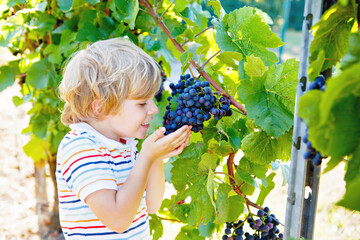 Smiling happy blond kid boy picking ripe blue grapes on grapevine. Child helping with harvest....