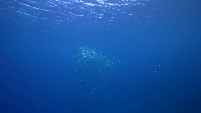 4K 120 fps Super Slow Motion: Seascape with School of Fish, Boga Fish in the coral reef of the Caribbean Sea, Curacao