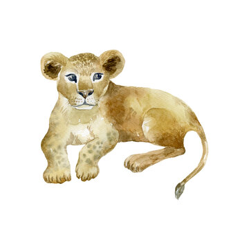 Lion Cub On White Background. Wild Animal.