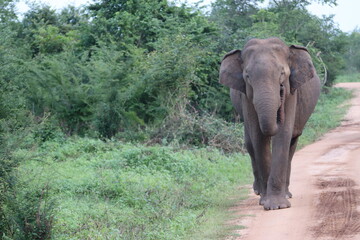 Fototapeta premium Meeting face to face, a gentle giant wild elephant in Sri Lanka