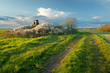 Dirt road through the fields next to the hunter's pulpit in the flowering bushes