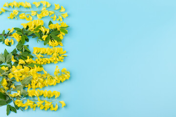 Flowers of yellow acacia on blue background. Caragana's arborescens blooming. Yellow flower background.