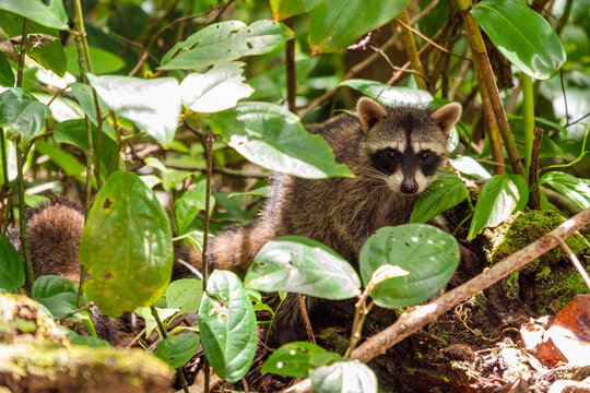 Cute wild raccoon in the jungle, surrounded by green leaves, looking for food on the ground in the morning, Cahuita National park, Costa Rica