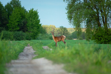 A young red deer standing by a dirt road