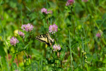 Old World Swallowtail or common yellow swallowtail (Papilio machaon) sitting on pink flower in Zurich, Switzerland