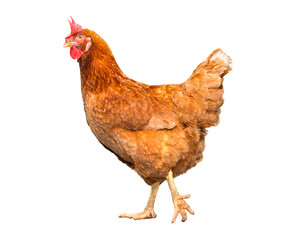 chicken isolate on white background