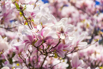 Fototapeta na wymiar Beautiful blooming magnolias in spring. Selective focus.