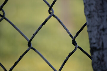 lattice protecting from green nature. concept of hold, captivity. high quality photo
