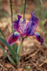 Dwarf wild iris close-up in the light of the setting sun
