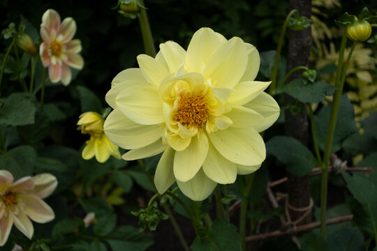 Yellow Dahlia in the garden
