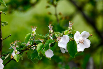 Fresh quince blossom,with waterdrops after the rain on sunny day