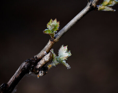 Waterdrops on a young grape Leaves in spring