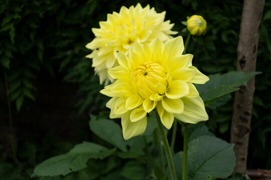 yellow flowers in the garden