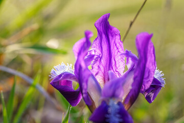 Dwarf wild iris close-up in the light of the setting sun