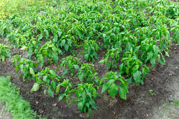 Fototapeta na wymiar Bushes of green pepper in several rows. Organic field with green pepper bushes