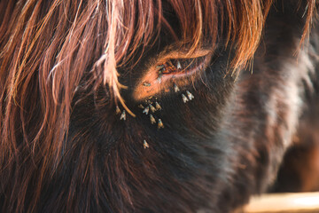 Flies in the eyes of a cow. Selective focus.