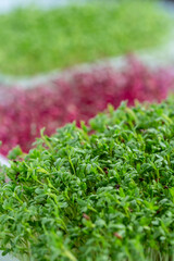 Juicy and young sprouts of micro greens in the greenhouse. Growing seeds. Healthy eating ,vegan concept. Home gardening