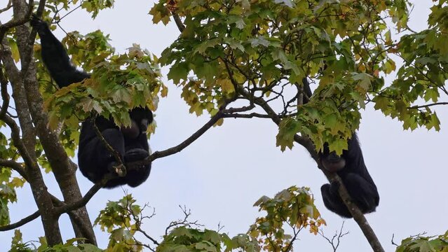 The black-headed spider monkey, Ateles fusciceps is a species of spider monkey, a type of New World monkey, from Central and South America.