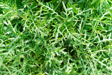 Fototapeta na wymiar Rucola (Arugula), plant in the garden. Arugula leaf close up. View from above. Area for text. 