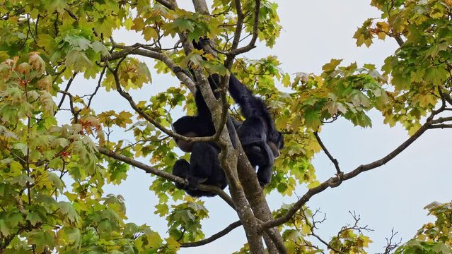The black-headed spider monkey, Ateles fusciceps is a species of spider monkey, a type of New World monkey, from Central and South America.