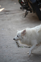 Portrait of a beautiful white dog