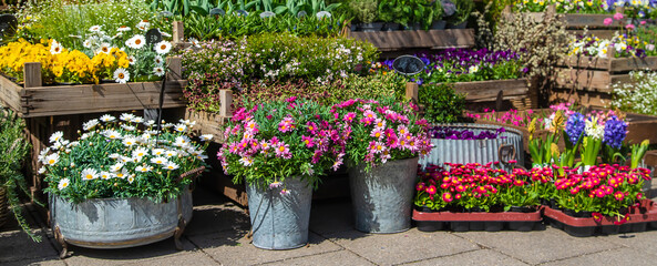 Flowers and plants are sold in pots. Selective focus.