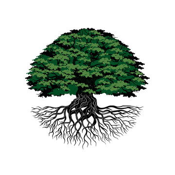 Oak tree logo design. tree with roots.