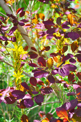 Obraz na płótnie Canvas Perückenstrauch mit bunten Blättern im Sonnenlicht
