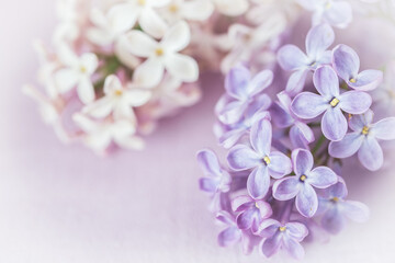 Pale pink and purple lilac blossoms on pink background