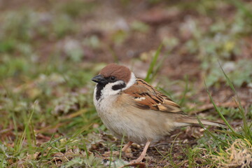 Eurasian tree sparrow on ground