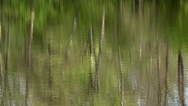 LUSTRZANE ODBICIA DRZEW W WODZIE. TŁO Z LUSTRZANYM ODBICIEM DRZEW W WODZIE.