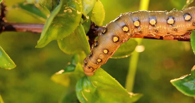 Caterpillar Bedstraw Hawk Moth crawls on a branch during the rain. Caterpillar (Hyles gallii) the bedstraw hawk-moth or galium sphinx, is a moth of the family Sphingidae.