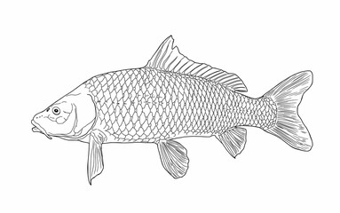 Sketch of sazan fish, carp side view realistic hand-drawn vector graphics, illustration of a sketch of a river fish, retro style, isolated on a white background. Freshwater fish. Fishing. 