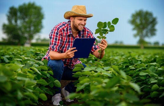 Farmer in soybean field. Agricultural concept