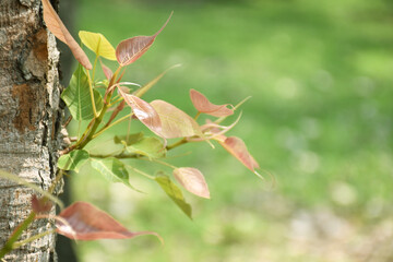 Green leaves green nature with sun light is refreshing soft focus blurred background