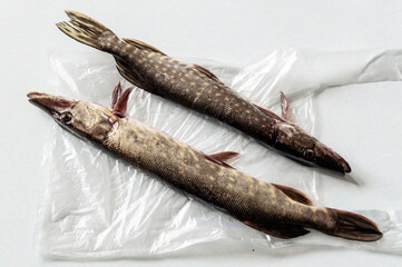 two small pike on the table. Top view