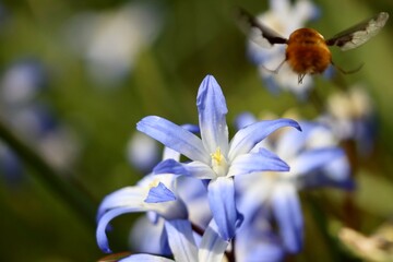 Fototapeta premium yellow and white flowers with fat furry bee