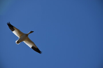 A snow goose in a blue sky, Montmagny, Québec, Canada