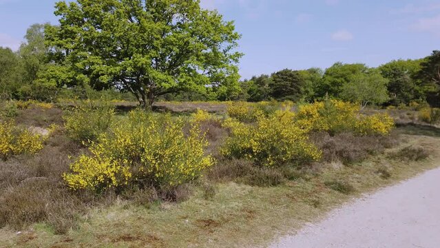 Broom in bloom at the heather of Hilversum in the Netherlands