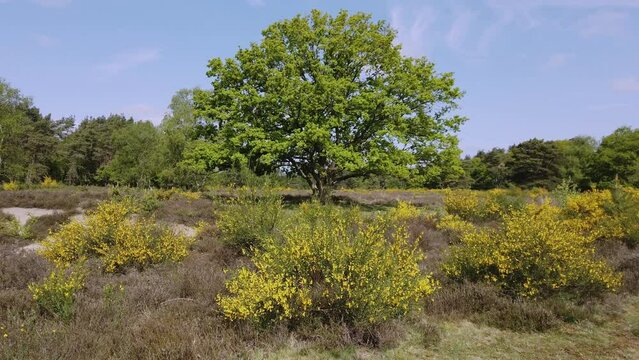 Broom in bloom at the heather of Hilversum in the Netherlands