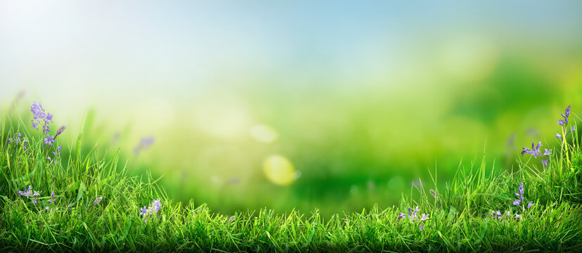 A warm spring, summer garden background of a green grass lawn and a blurred background of lush vibrant foliage and strong sunlight.