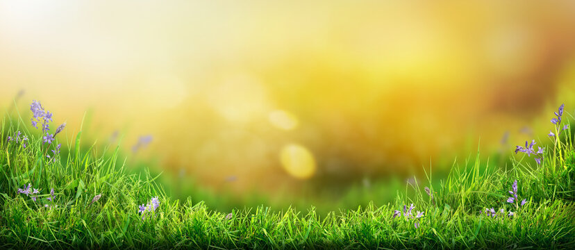 A warm summer garden sunset background of a green grass lawn and a blurred background of lush orange foliage.