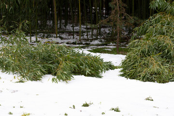 Snow on autumn foliage. The Bamboo in winter. Subtropical forest