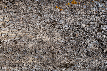 Large Fragment of a Tree Bark. Texture