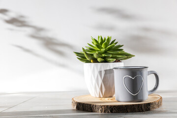 Echeveria in a corrugated white ceramic pot and white and black coffee cups on a wooden tray against a white wall on which the shadow of the plant. Copy space