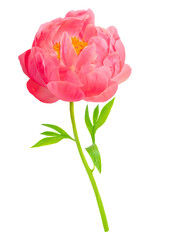 Pink Peony isolate on white background. Beautiful Pion flowers close up.